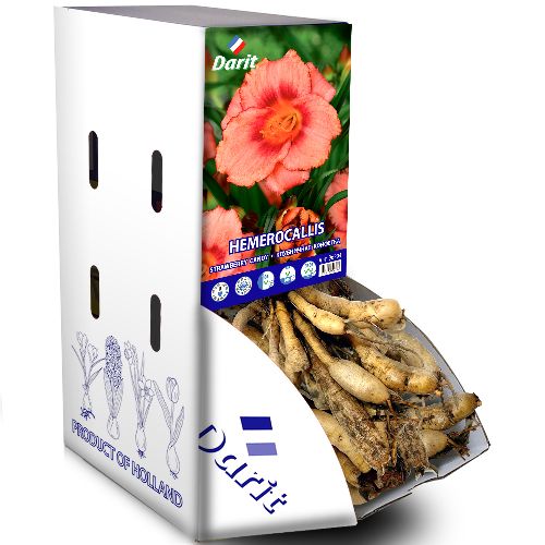 Рекбокс Лилейник Клубничная конфетка Hemerocallis Strawberry Candy (розовый) I 7шт