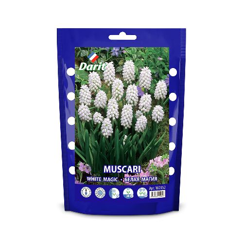 Рекбокс Мускари Белая магия/ Muscari aucheri White Magic 7/8, 100шт, Darit 