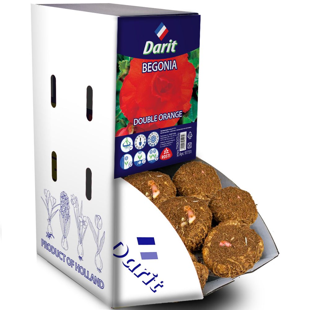 Бегония Дабл Оранж Begonia Double Orange 6/+, Darit Рекбокс 35шт