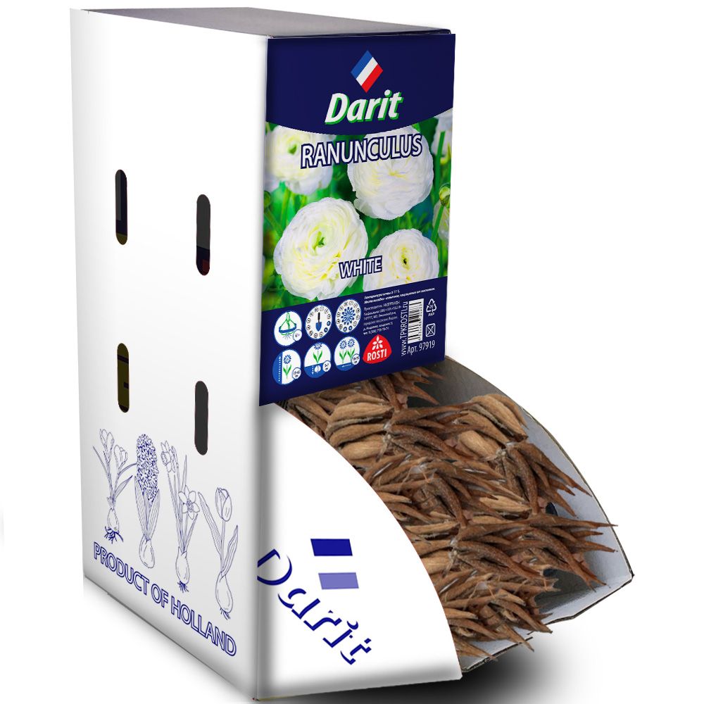Лютик (Ранункулюс) Авив белый Ranunculus Aviv White 6/+, Darit Рекбокс 200шт