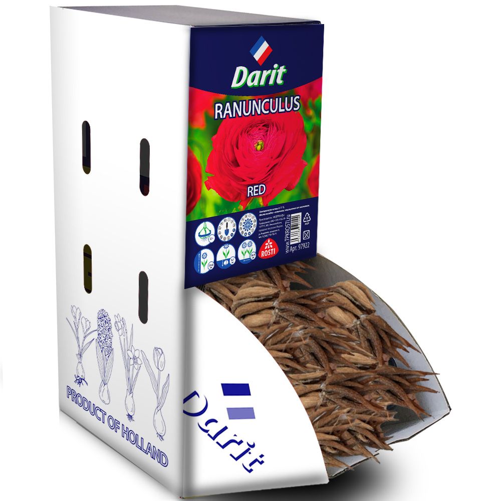 Лютик (Ранункулюс) Авив Красный Ranunculus Aviv Rouge 6/+, Darit Рекбокс 200шт