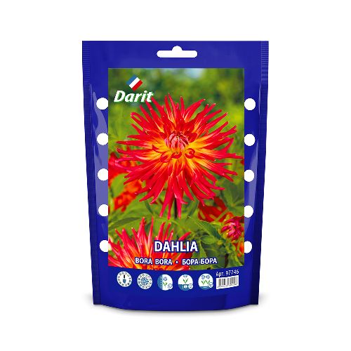 Георгина Бора Бора Dahlia Bora Bora, Darit дой-пак, 1шт