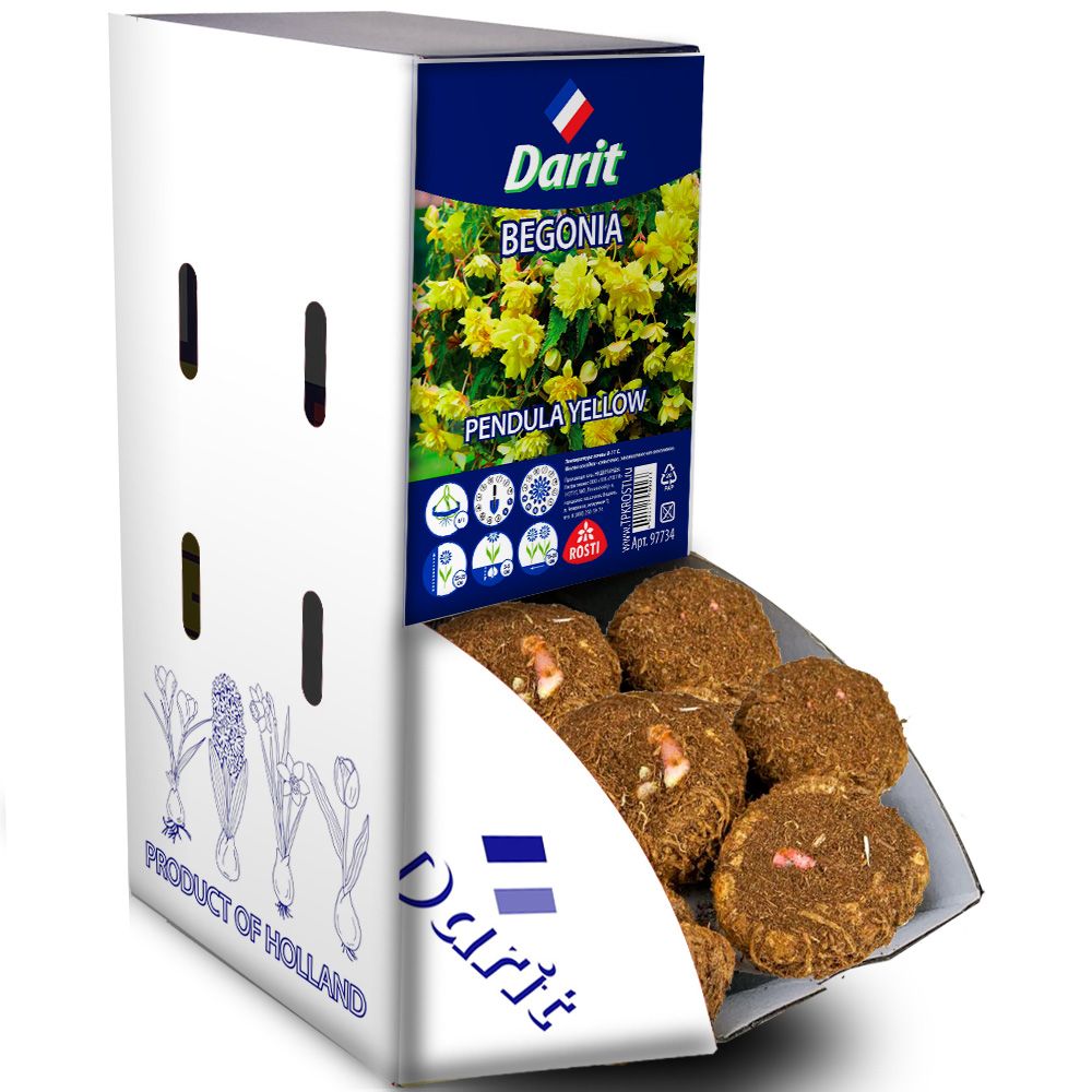 Бегония Ниспадающая жёлтая Begonia Pendula Yellow  6/+, Darit Рекбокс 35шт