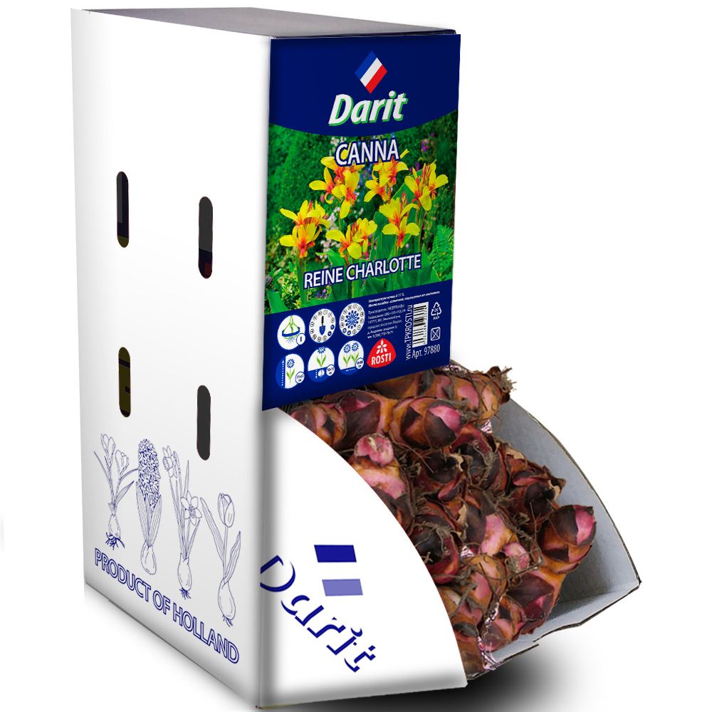 Канна Чистая Шарлотта Canna Reine Charlotte, Darit Рекбокс 15шт