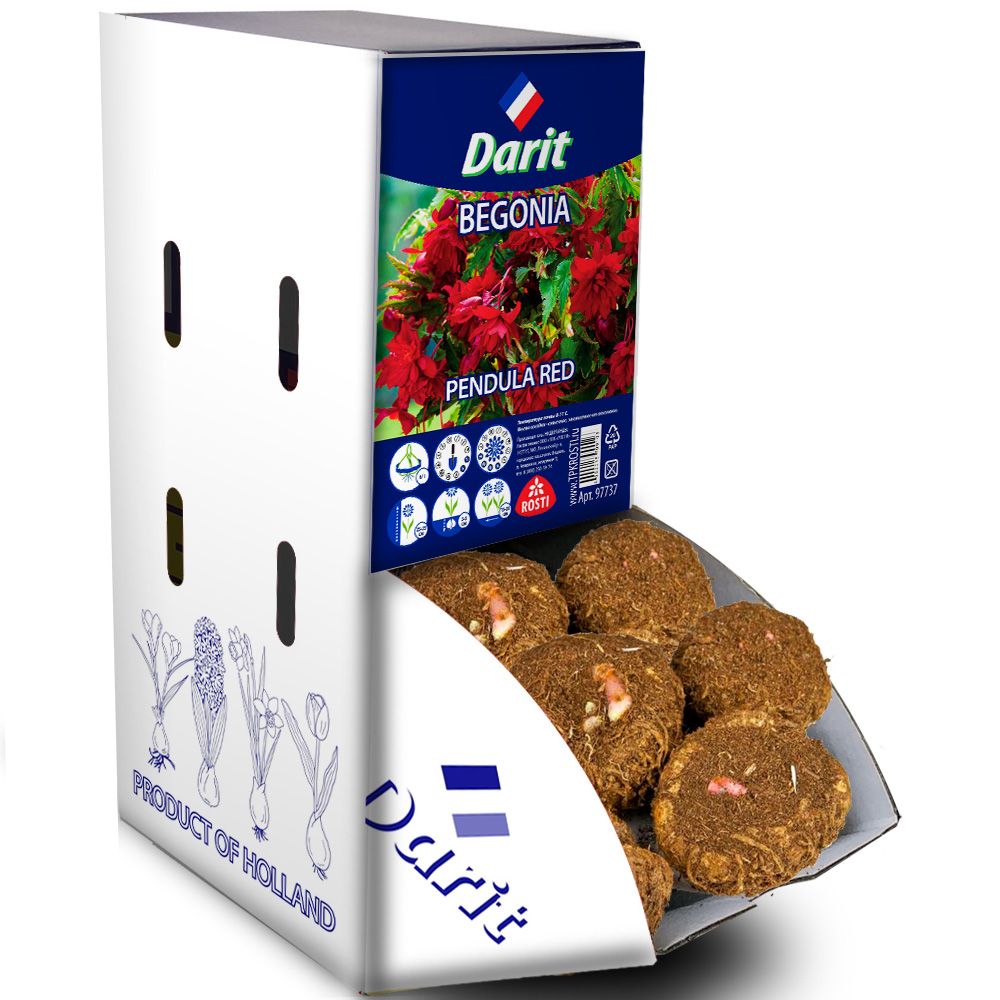 Бегония Ниспадающая красная Pendula Red 6/+, Darit Рекбокс 35шт
