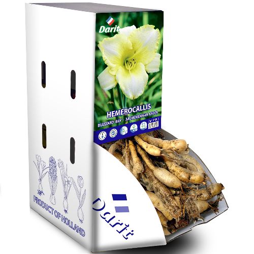 Рекбокс  Лилейник Заснеженная бухта Hemerocallis Blizzard Bay (гофр., белый) I 7шт