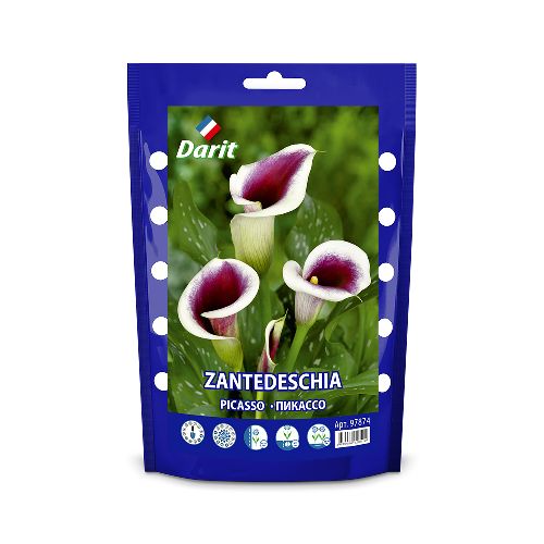 Калла (Зантедеския) Пикассо Zantedeschia Picasso 16/+, Darit Дой-пак,2шт