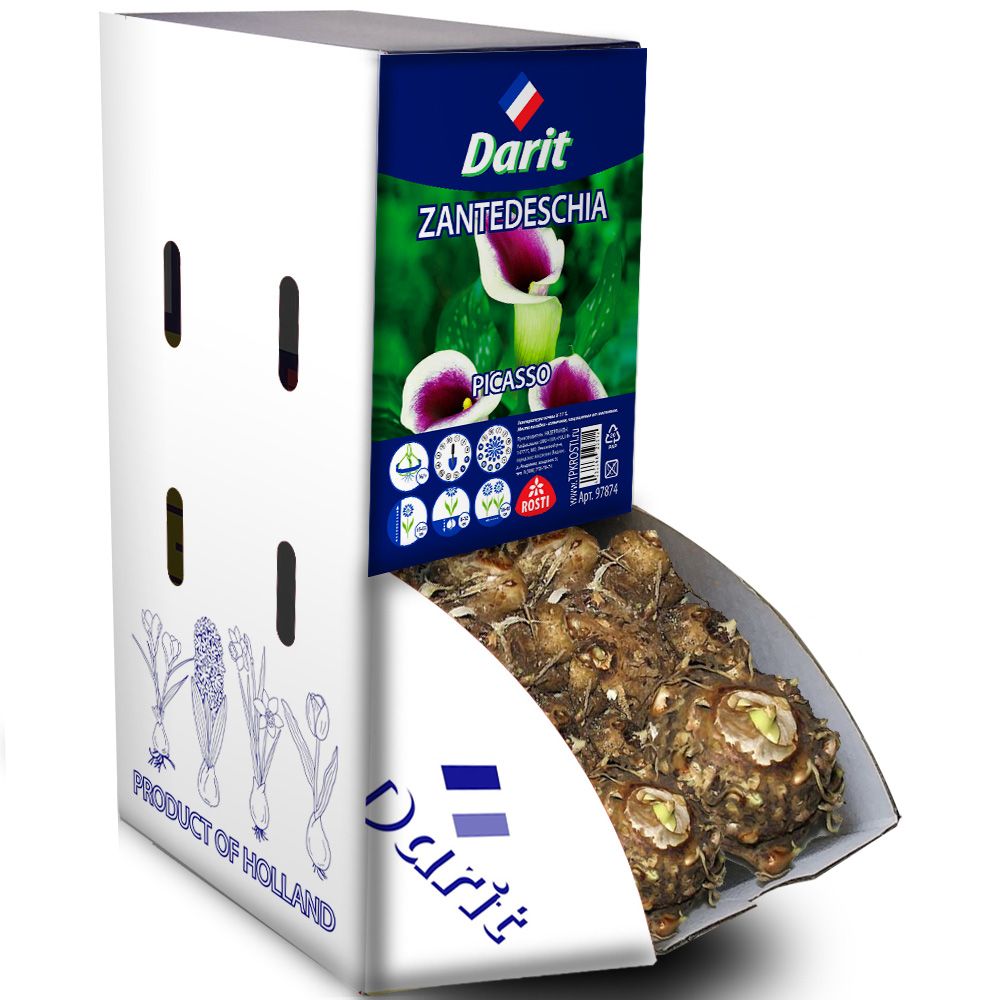 Калла (Зантедеския) Пикассо Zantedeschia Picasso 16/+, Darit Рекбокс 20шт