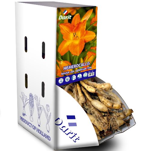 Рекбокс Лилейник Длинная гора Hemerocallis Mauna Loa (оранжевый) I 7шт