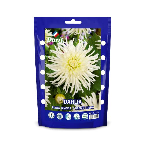 Георгина  Белый пляж Dahlia Playa Blanca, Darit, 1шт