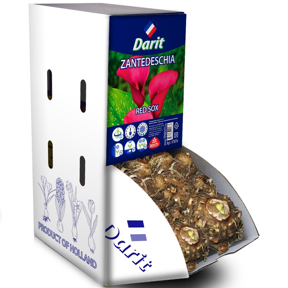 Калла (Зантедеския) Красные носочки Zantedeschia Red Sox 16/+, Darit Рекбокс 20шт