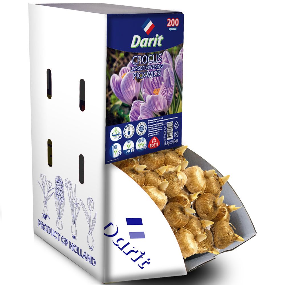Крокус крупноцветковый ПикВик Crocus PickWick 8/9 Darit Рекбокс 100 шт