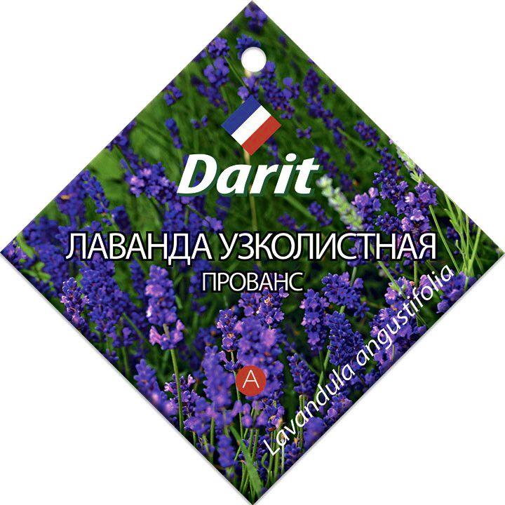 Лаванда узколистная Прованс, семена Дарит 0,1г (400)