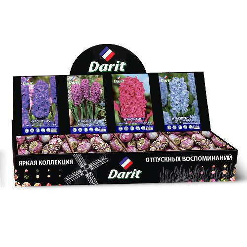 Шоубокс 179 ГИАЦИНТЫ (Королевский флот/Вудсток/Розовая жемчужина/Небесный жакет) Darit, 4 вида по 20шт