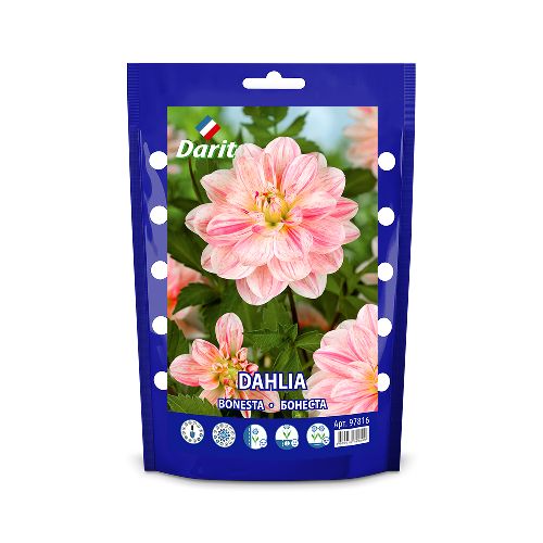 Георгина Бонеста Dahlia Bonesta, Darit Крафтпакет, 1шт