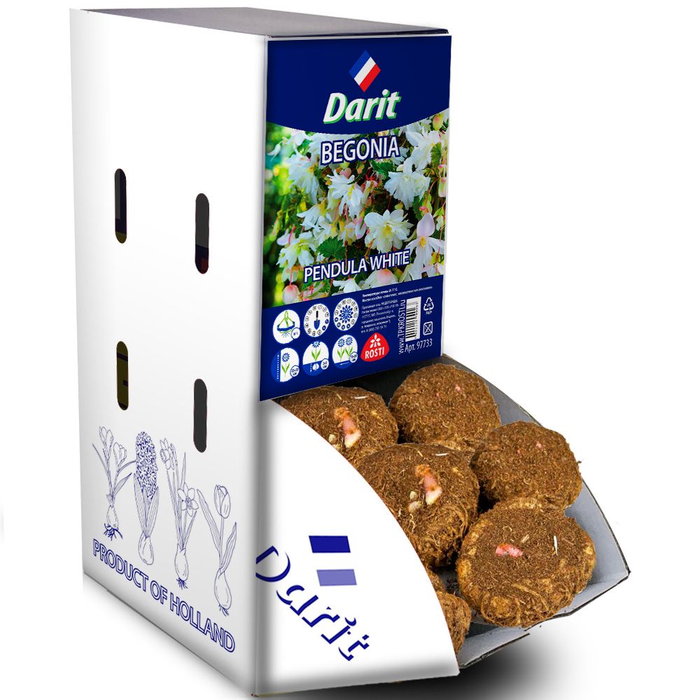Бегония Ниспадающая белая Pendula White 6/+, Darit Рекбокс 35шт