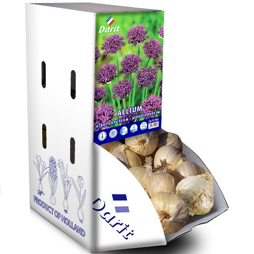 Рекбокс Аллиум Атропуруреум/Allium Atropurpureum 10/12, Darit 60 шт/уп