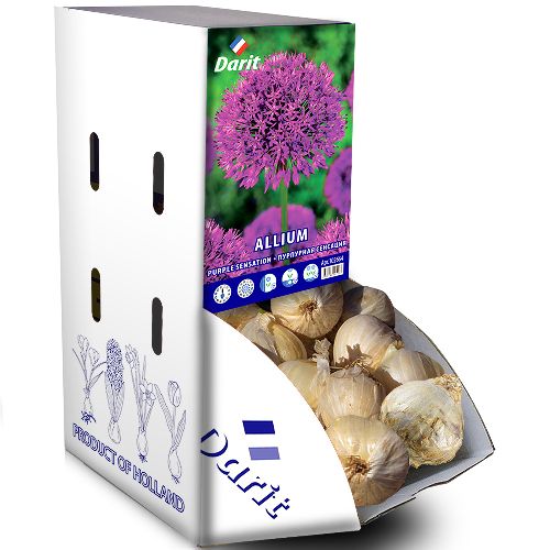 Рекбокс Allium Purple Sensation/Аллиум Пурпурная сенсация, Darit 60 шт/уп 