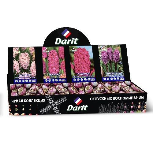 Шоубокс 174 ГИАЦИНТЫ (Абрикос страсть/Ян босс/Розовая жемчужина/Вудсток) Darit, 4 вида по 20шт