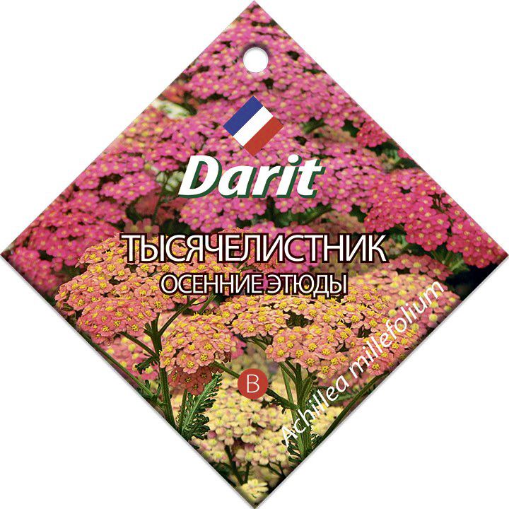 Тысячелистник Осенние этюды, семена Дарит 0,1г (300)