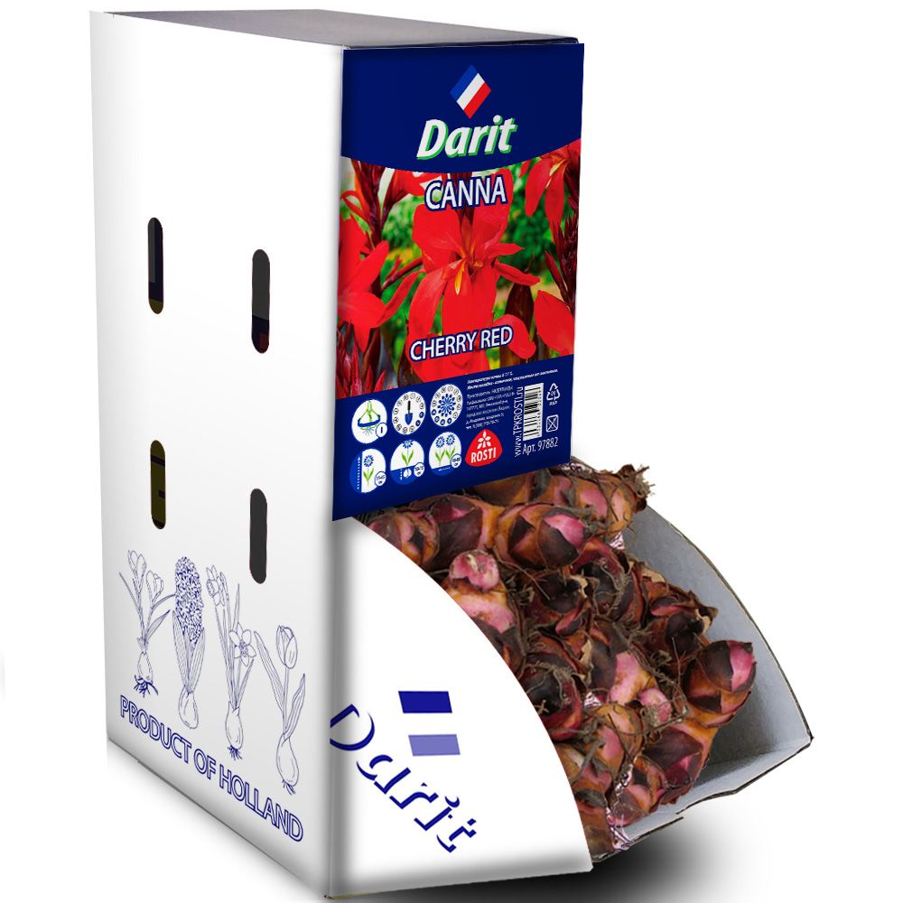 Канна Вишнево-красная Canna Cherry Red, Darit Рекбокс 15шт