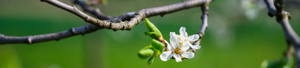 closeup-selective-focus-shot-amazing-cherry-blossom-sunlight.jpg