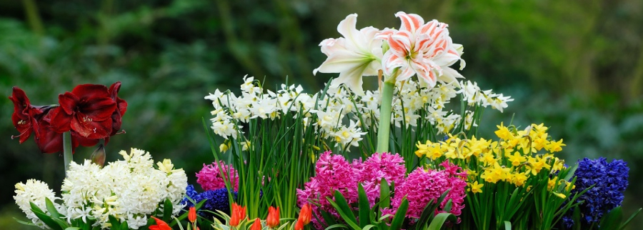 фото 3 для второй статьи ( луковычные в саду просто ).jpg