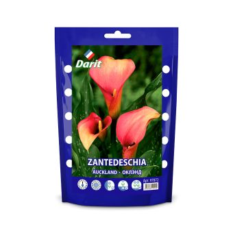 Калла (Зантедеския) Оклэнд Zantedeschia Auckland 16/18, Darit Дой-пак,2шт