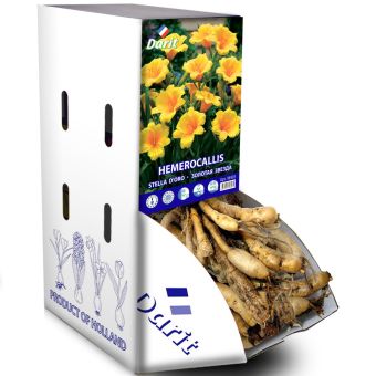 Рекбокс Лилейник Золотая звезда Hemerocallis Stella d'Oro (желтый) I 7шт