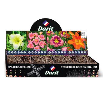 Лилейники Hemerocallis,ШАНХАЙСКИЙ РАССВЕТ, Darit, Шоубокс 38, 4 вида по 7 шт.