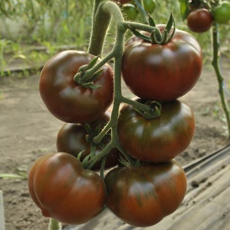 ​​Чёрный кот удачу принесёт!