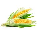Кукуруза Кукуруза