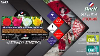 Бегонии полумахровые Begonia,ДВОЙНОЙ ВОСТОРГ,Darit, Шоубокс 43, 4 вида по 20 шт.