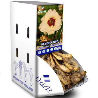 Рекбокс Лилейник Ящик пандоры Hemerocallis Pandora's Box (кремовый) I 7шт