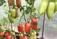 Семена томата Баратино Буратино легко узнаваемы по своим носикам, которые напоминают мордочку героя из детской книги. Семена томата Баратино Буратино легко узнаваемы по своим носикам, которые напоминают мордочку героя из детской книги.