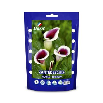 Калла (Зантедеския) Пикассо Zantedeschia Picasso 16/+, Darit Дой-пак,2шт