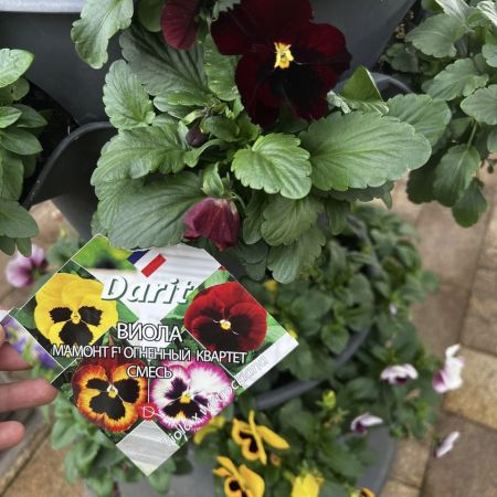Виола Мамонт F1 Огненный квартет, смесь.