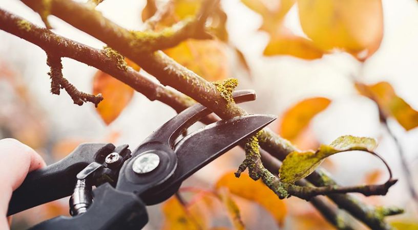 Подготовка сада к зиме: советы и рекомендации