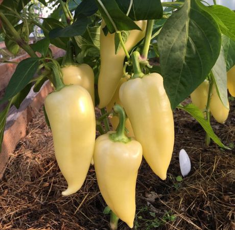 ПЕРЕЦ БЕЛОЗЁРКА