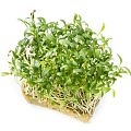 Микрозелень Микрозелень