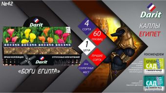 Каллы Zantedeschia,БОГИ ЕГИПТА, Darit, Шоубокс 42, 4 вида по 15 шт.