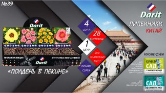 Лилейники Hemerocallis,ПОЛДЕНЬ В ПЕКИНЕ, Darit, Шоубокс 39, 4 вида по 7 шт.