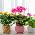 Семена комнатных цветов Семена комнатных цветов