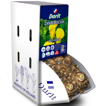 Калла (Зантедеския) Лучшее золото Zantedeschia Best Gold 16/+, Darit Рекбокс 20шт