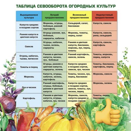 Севооборот: как планировать посадку овощей на сезон?