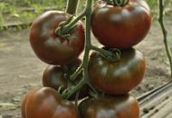 Чёрный кот удачу принесёт! Чёрный кот удачу принесёт!