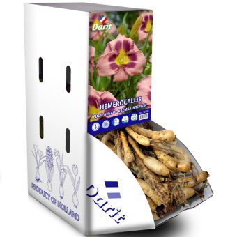 Рекбокс Лилейник Каёмка впереди Hemerocallis Edge Ahead (гофр., сиреневый) I 7шт