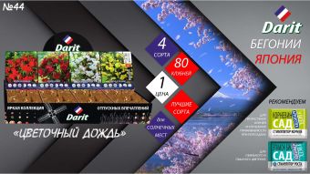 Бегонии ампельные Ampel begonia,ЦВЕТОЧНЫЙ ДОЖДЬ,Darit, Шоубокс 44, 4 вида по 20 шт.