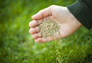 Посадка газона Посадка газона