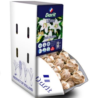 Лилия Касабланка Lilium Casa Blanca 16/+, Darit Рекбокс 25шт